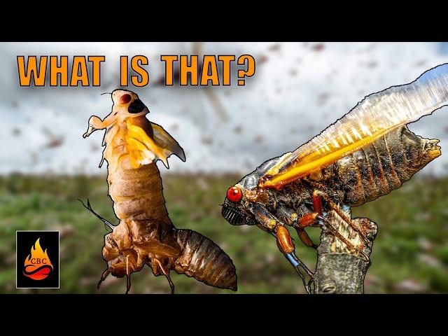 What is a Cicada? | The life and purpose of the cicada