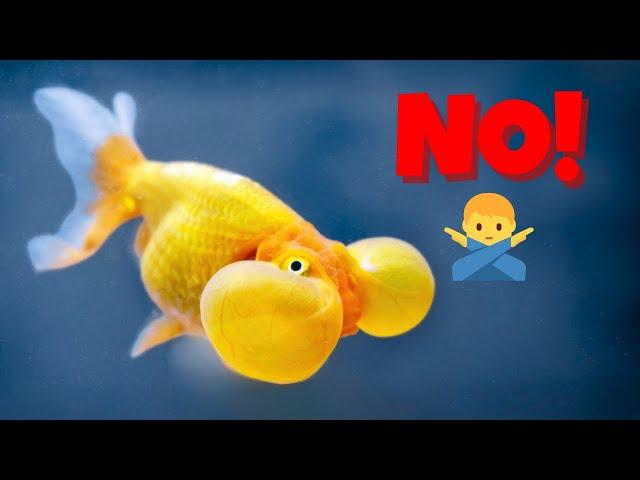 The 10 Worst Aquarium Fish I'll NEVER keep!