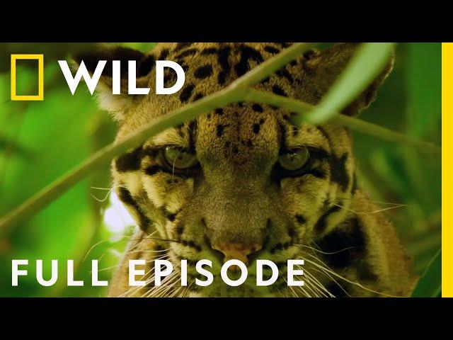 India's Wild Leopard (Full Episode) | Nat Geo Wild