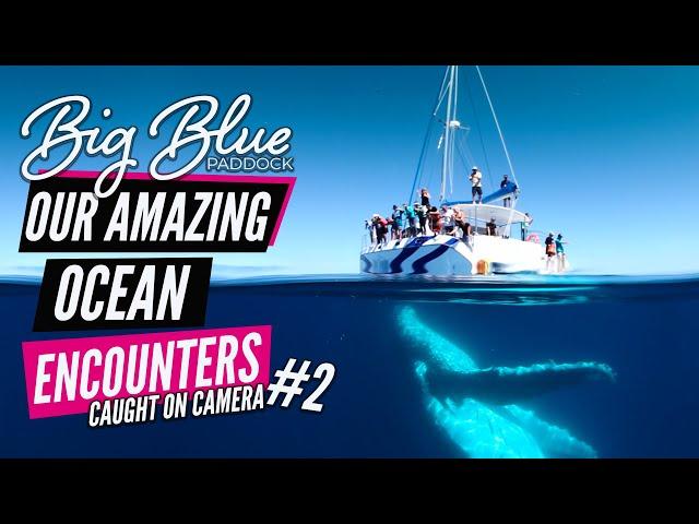 Best whale watching in Australia - Our Amazing ocean encounters