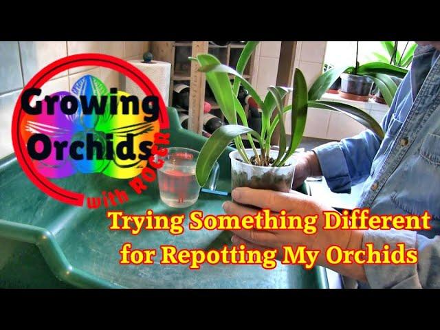 Some New Ideas for Repotting Orchids