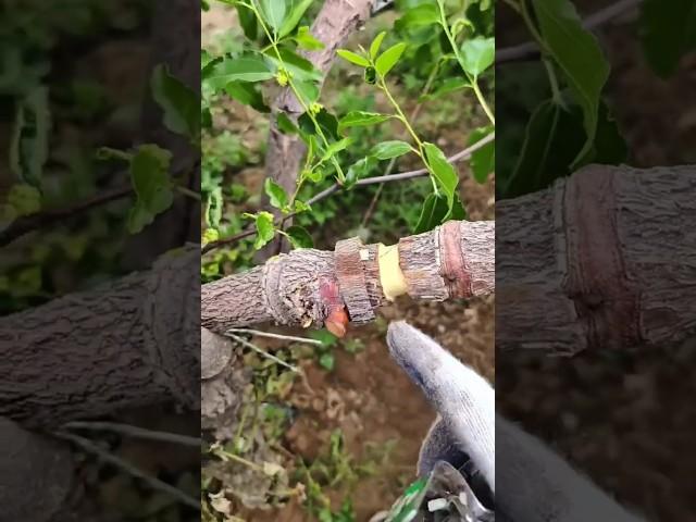 This technique is especially used in jujube trees to boost yield #satisfying #pruning #jujubetree