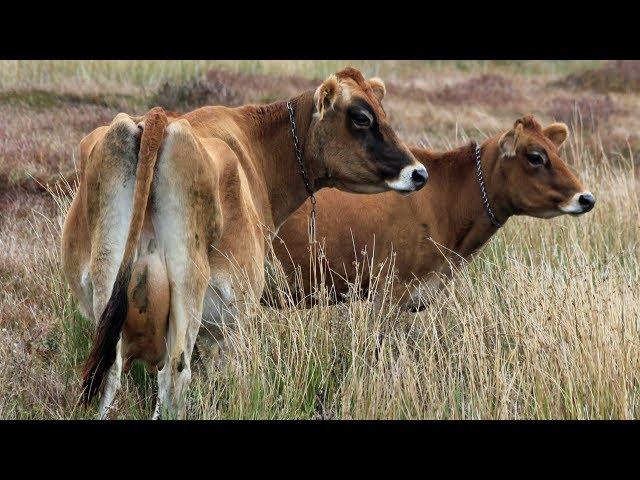 Jersey Dairy Cattle | Classic Doe-Eyed Family Cow