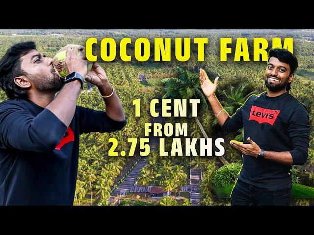 COCONUT FARM Cent from 2.75 Lakhs !! Coimbatore - பொள்ளாச்சி தோப்பு இளநீர் 