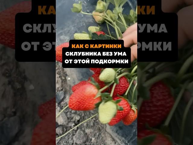 Как с картинки.Клубника без ума от этой подкормки#дача#сад