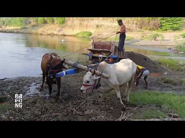 Proses pengambilan pasir || Cikar Jember