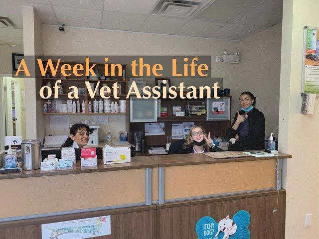 A Week in Life as a Veterinarian Assistant| Pre-Vet Work Experience Before Getting into Vet School