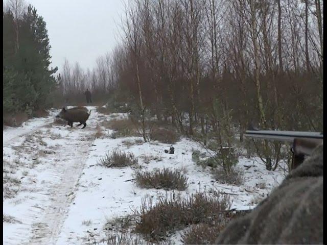 Wild boar nice shot on driven hunt - Chasse au sanglier - Drückjagd - polowanie zbiorowe na dziki