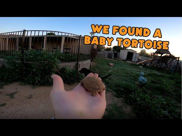 We Found a Baby Tortoise! - Morning Routine