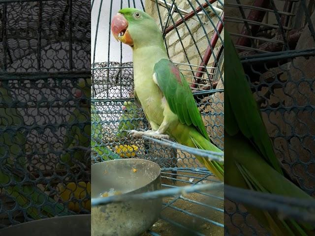 tota parrot ki awaz parrot sound mithu #tota #parrot #mithu #alexander #viral #shorts