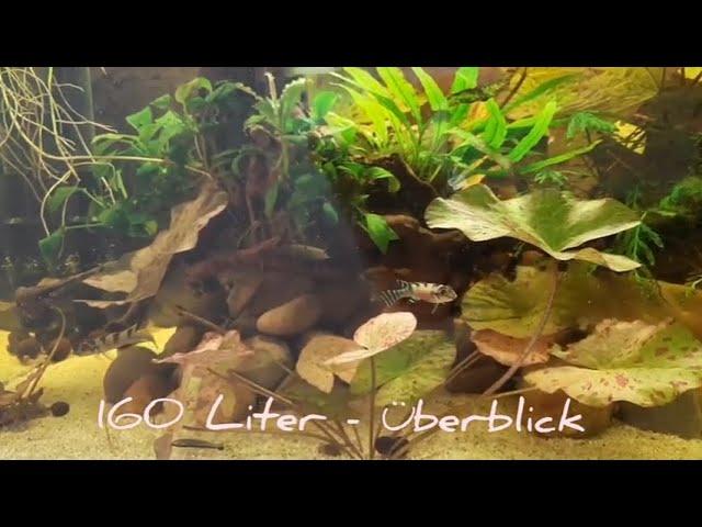 160 Liter Aquarium - Überblick