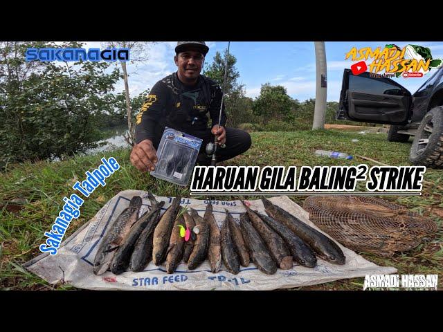 Bagaikan Haruan gila Soft Bait Tadpole Baling² strike Haruan saiz² padu