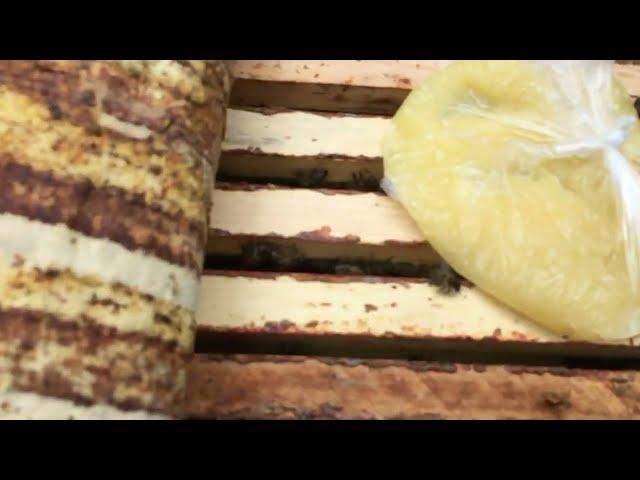 27 05 2022.  Дайте покушать и пчёлы Вас отблагодарят.