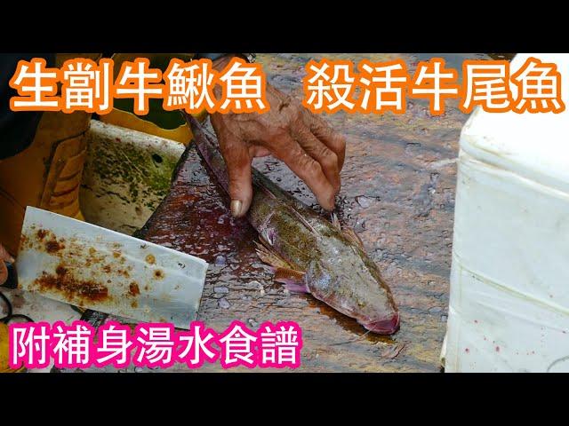 生劏牛鰍魚 I 殺活牛尾魚 I 切魚I 西貢碼頭 I 魚市場 I 香港 I 牛鰍魚補身食譜 I  牛鰍魚湯水