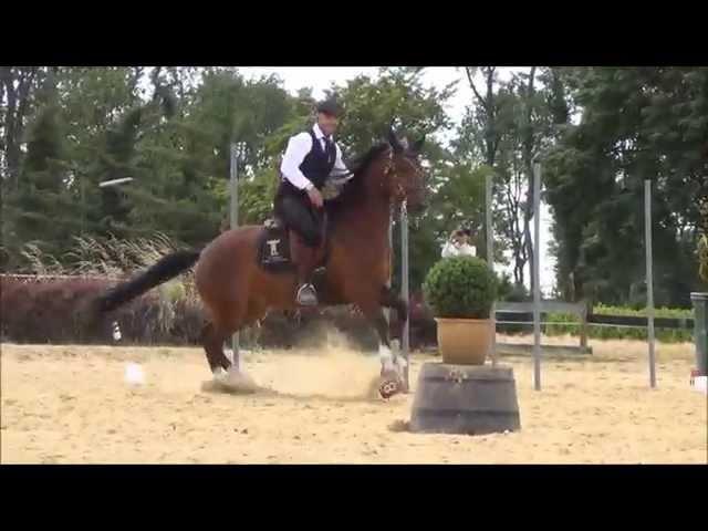 Thomas Türmer Working Equitation trail & speedtrail in Ratingen