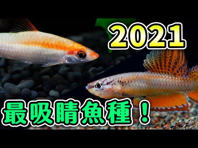 想添購新魚嗎！？五種水族最搶眼的魚！