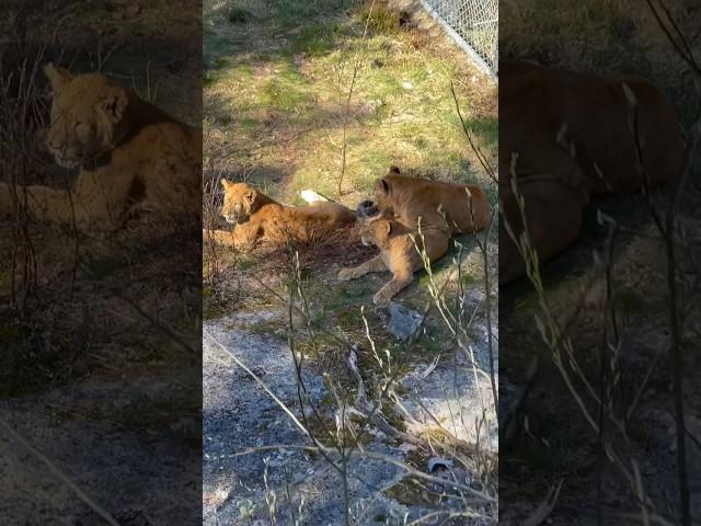 Lion cubs  UP CLOSE