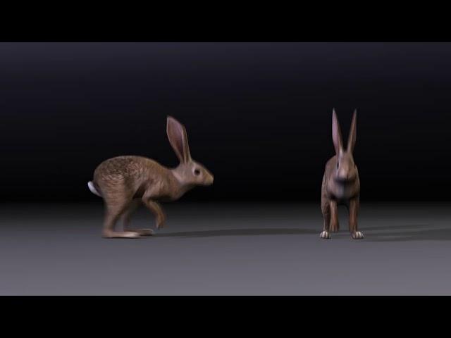 Rabbit - Forward hop cycle - By: Jeremy Dilks