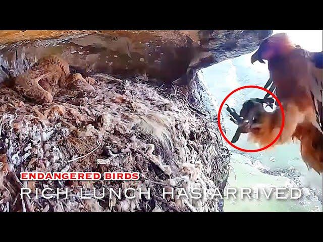 #135Bearded Vulture Nest／Nestflix Live Stream️Endangered bird species the Southern Bearded Vulture