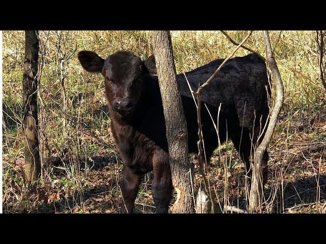 How To Retrieve A Lost Cow | In The Brush, On The Neighbor