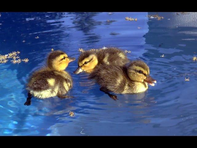 Baby ducks in my pool !!!  First day of life.  An amazing story.