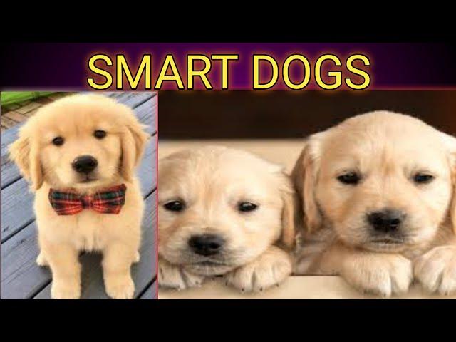 Smart Dogs in the world|| ANILOVE TV||