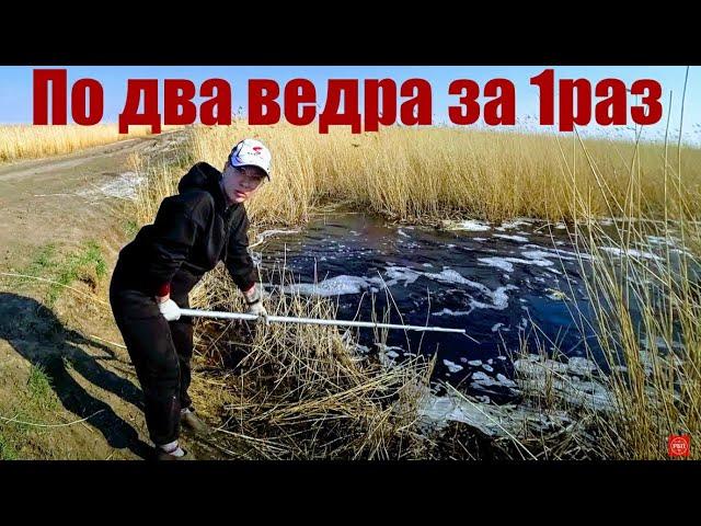 Fishing for spider 2021, 50 carp for 1 ascent of EKLMN. Fishing 2021. Carp fishing