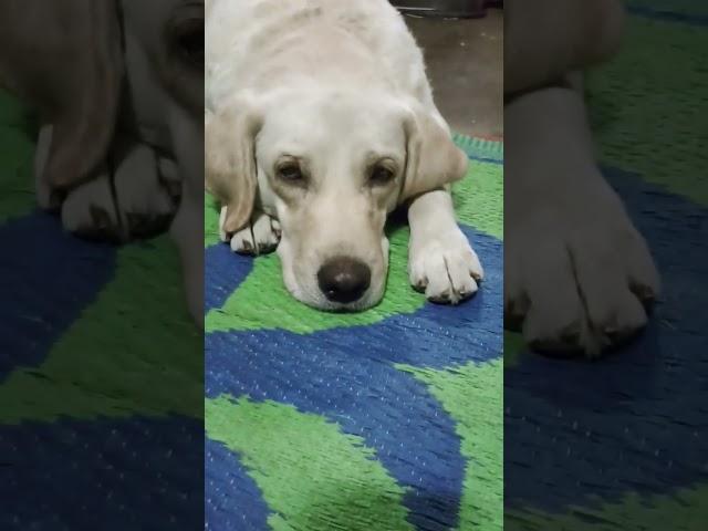 tu choudhary hai #lucknow #doglover #viralvideo #dog #cutedog #RJvlog