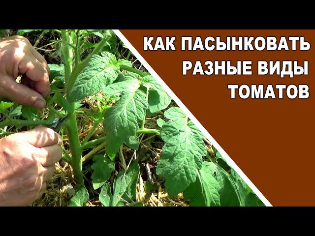Как пасынковать  томаты детерминантные,   индетерминантные томаты и  штамбовые томаты