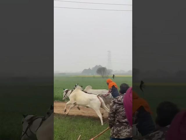 ox race  nagori Bail #ox #video #subscribe #viral #shorts