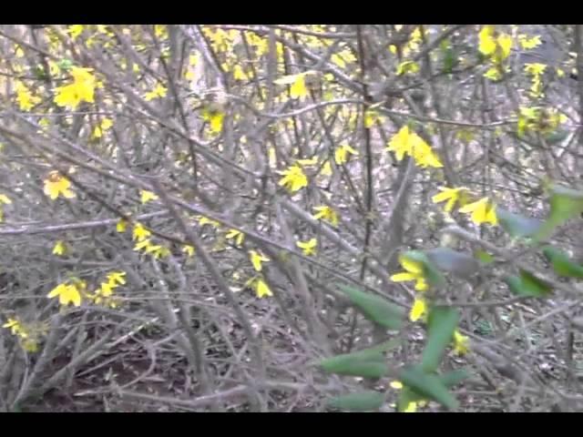 Early Spring!!