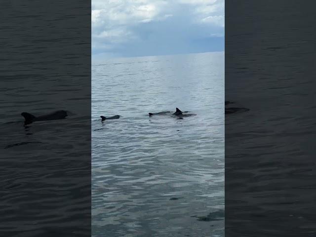 DOlPHINS!