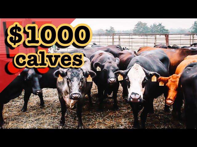 ((WINTER 2023)) CATTLE MARKET SUMMARY POST-DROUGHT | BEEF Cow REPORT Ranching for Profit