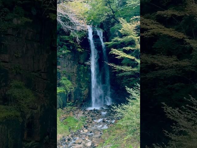 小野の滝　#shorts #小野の滝 #osmomobile6 #dji #滝 #waterfall #風景 #長野県 #木曽郡 #上松町