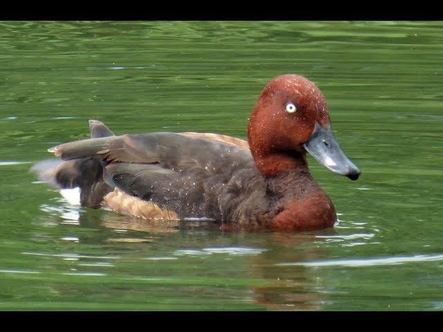 661. Polák malý, Ferruginous Duck, Moorente, Белоглазый нырок, Podgorzałka zwyczajna