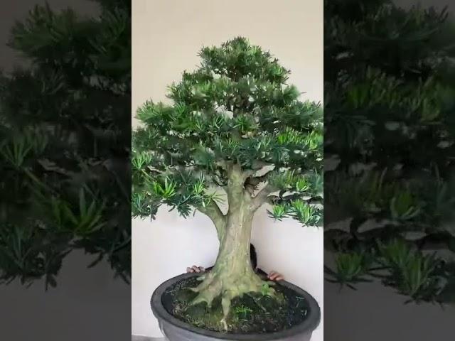 Bonsai Lohansung Juara #Termahal #shorts