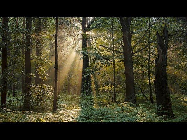 The sound of rain, birdsong. Sound for relaxation and sleep