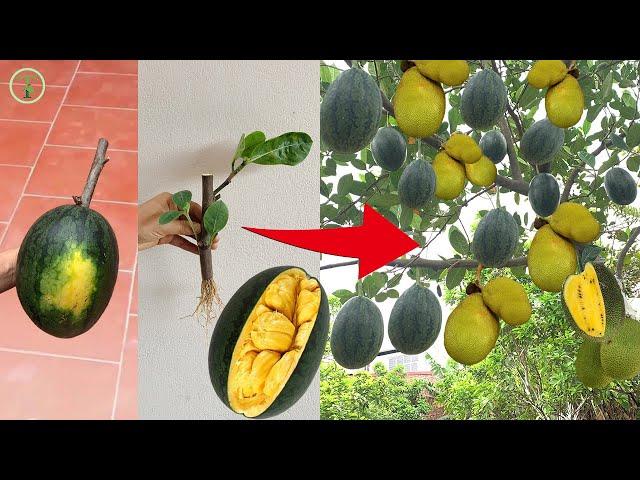 Watermelon grafted with jackfruit: 100% standard tree grafting technique, full of fruit