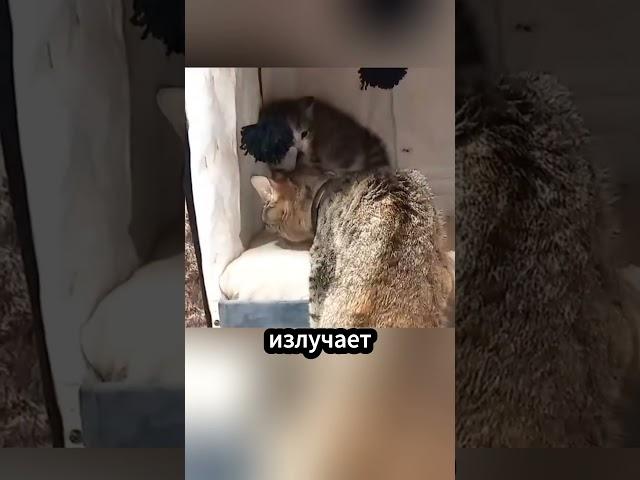 Мама-кошка учит малыша доверию ️ #факты