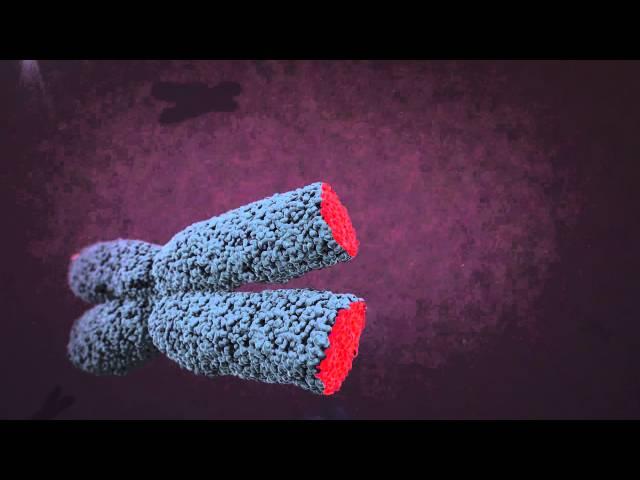 Telomere animation