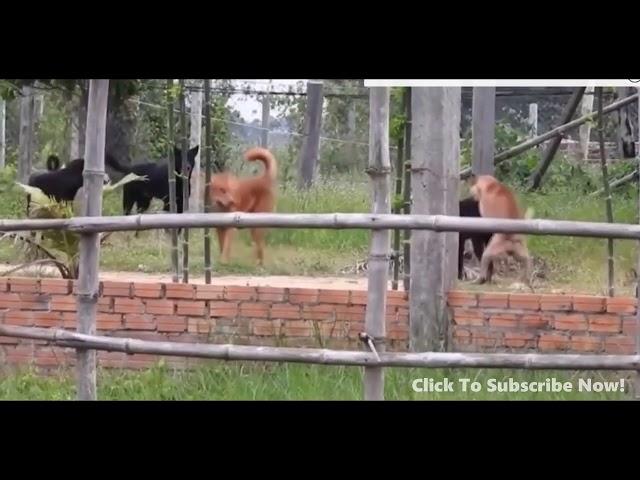 Thai street Dogs meeting Enjoy a season by rural dogs - Village Dogs Meeting