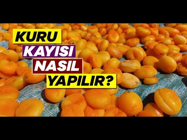 Kuru Kayısı nasıl yapılıyor? - Sarı kayısı sağlıklı mı? #malatya #kayısı #kayısıfiyatları2022