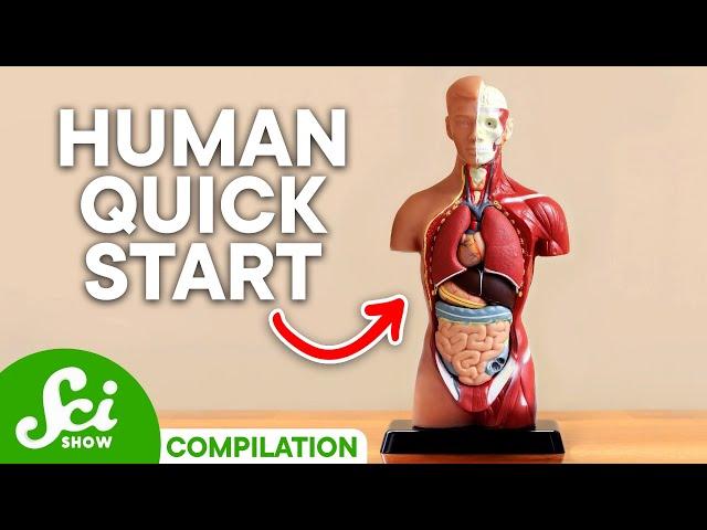 A User's Guide to the Human Body: Fun Facts You Should Know