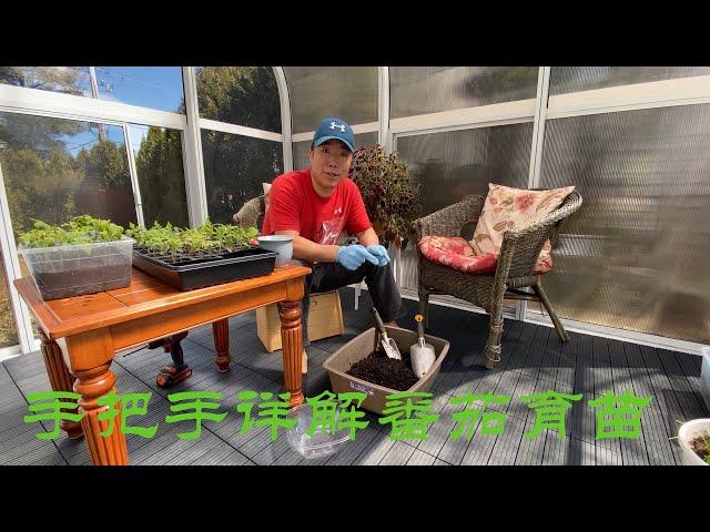 【渔耕笔记】番茄种植：番茄育苗 西红柿育苗  How to start tomato indoors