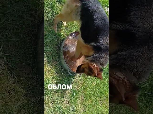 #облом від Джевелінки#