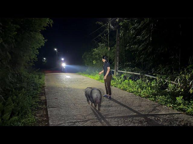 Sow in heat escapes from pen to find boar many times | Will this insemination be successful?