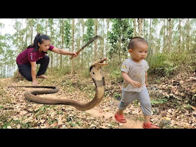 Harvesting Melons Goes to the market sell - Snake Breaks Into House While Mother Is Away