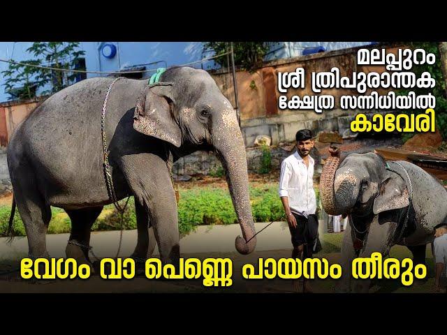 വേഗം വാ പെണ്ണെ പായസം തീരും  I Kaveri At Sree Thripuranthaka Temple, Malappuram #kaveri #elephant