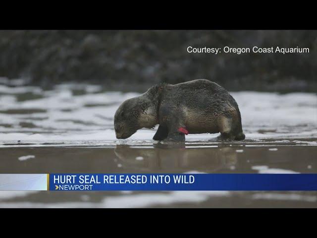 Injured seal