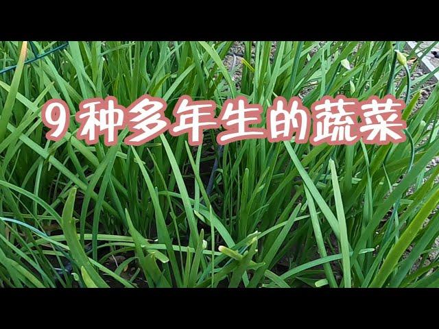 菜园中常见的多年生蔬菜，我家有9种，你家有几种？最后2种你想不到！